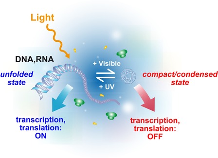 Photocontrol of gene expression based on light-induced nucleic acid conformational changes