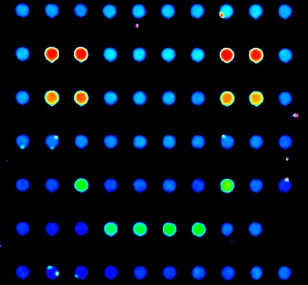 Microfluidics for synthetic, cell and systems biology Microfluidics for synthetic, cell and systems biology