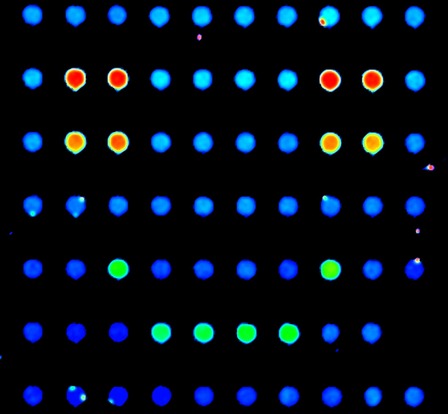 Microfluidics for synthetic, cell and systems biology