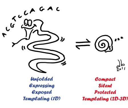 DNA compaction