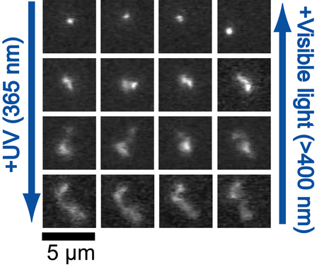 Reversible photocontrol of DNA conformation