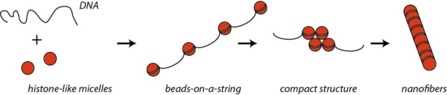 DNA/Polymeric Micelle Self-Assembly Mimicking Chromatin Compaction.