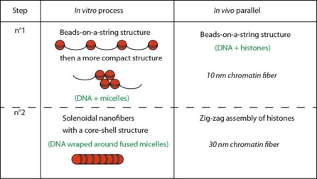 DNA/Polymeric Micelle Self-Assembly Mimicking Chromatin Compaction.