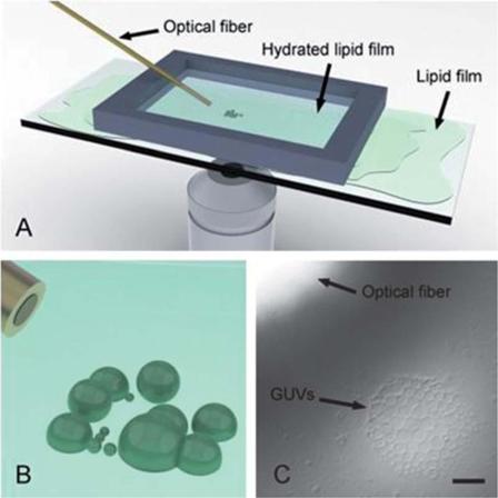 Formation of giant unilamellar vesicles from spin-coated lipid films by localized IR heating