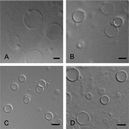 Formation of giant unilamellar vesicles from spin-coated lipid films by localized IR heating Formation of giant unilamellar vesicles from spin-coated lipid films by localized IR heating