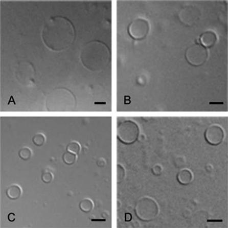 Formation of giant unilamellar vesicles from spin-coated lipid films by localized IR heating