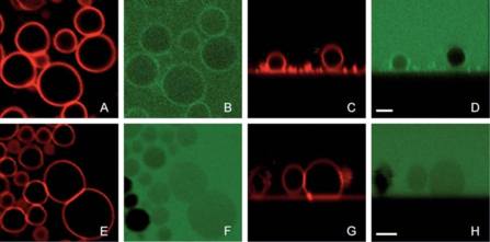 Formation of giant unilamellar vesicles from spin-coated lipid films by localized IR heating Formation of giant unilamellar vesicles from spin-coated lipid films by localized IR heating