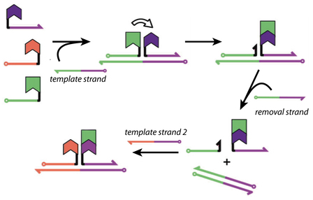 Programmable One-Pot Multistep Organic Synthesis Using DNA Junctions Programmable One-Pot Multistep Organic Synthesis Using DNA Junctions
