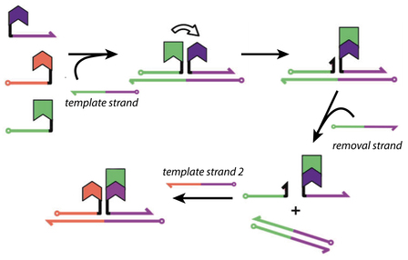 Programmable One-Pot Multistep Organic Synthesis Using DNA Junctions