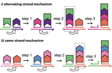 Programmable One-Pot Multistep Organic Synthesis Using DNA Junctions Programmable One-Pot Multistep Organic Synthesis Using DNA Junctions