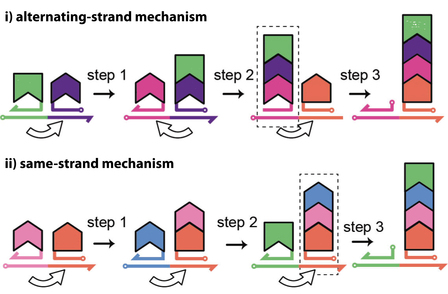 Programmable One-Pot Multistep Organic Synthesis Using DNA Junctions