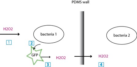 (1) H2O2 signal, (2)the bacteria 1 starts expressing GFP, (3) upon exposure, the GFP generates H2O2, (4) H2O2 crosses the PDMS wall and starts the same chain for bacteria 2. (1) H2O2 signal, (2)the bacteria 1 starts expressing GFP, (3) upon exposure, the GFP generates H2O2, (4) H2O2 crosses the PDMS wall and starts the same chain for bacteria 2.