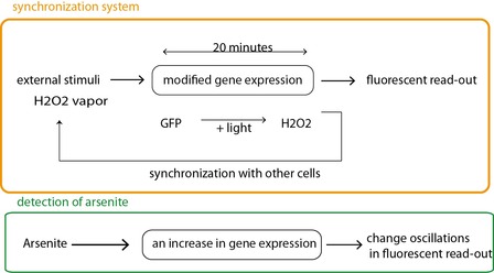 Fig 2a. The synchronizing circuit (in orange) is slightly modified to respond to an arsenite concentration of 0.25 to 1 uM (scheme in green). Arsenite leads to the activation of a supplementary promoter allowing for the expression of GFP. Fig 2a. The synchronizing circuit (in orange) is slightly modified to respond to an arsenite concentration of 0.25 to 1 uM (scheme in green). Arsenite leads to the activation of a supplementary promoter allowing for the expression of GFP.