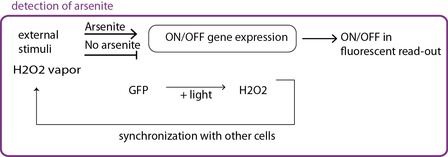 Fig 2b. The circuit itself is modified, the promoter that lead to GFP expression can only be activated in the presence of arsenite. Fig 2b. The circuit itself is modified, the promoter that lead to GFP expression can only be activated in the presence of arsenite.