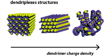 Dendrimer-induced DNA bending