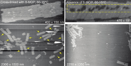 Photo-Cross-Linking-Assisted Thermal Stability of DNA Origami Structures and Its Application for Higher-Temperature Self-Assembly