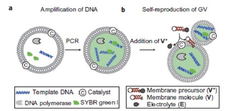 Figure 1.a. published in the paper: Amplification of DNA within a GV. An aqueous dispersion of GVs containing PCR reagents was prepared using a film-swelling method with a buffered solution containing template DNA, primers, fluorescent tag SYBR Green I, deoxynucleoside triphosphates, DNA polymerase and Mg2+ Figure 1.a. published in the paper: Amplification of DNA within a GV. An aqueous dispersion of GVs containing PCR reagents was prepared using a film-swelling method with a buffered solution containing template DNA, primers, fluorescent tag SYBR Green I, deoxynucleoside triphosphates, DNA polymerase and Mg2+