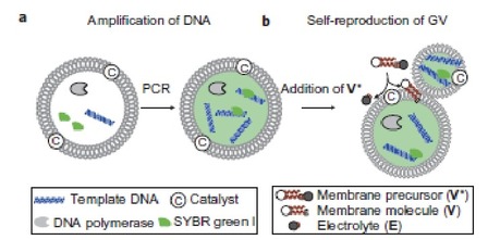 Figure 1.a. published in the paper: Amplification of DNA within a GV. An aqueous dispersion of GVs containing PCR reagents was prepared using a film-swelling method with a buffered solution containing template DNA, primers, fluorescent tag SYBR Green I, deoxynucleoside triphosphates, DNA polymerase and Mg2+