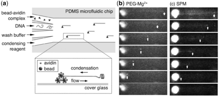 Figure 1: Single molecule compaction of DNA