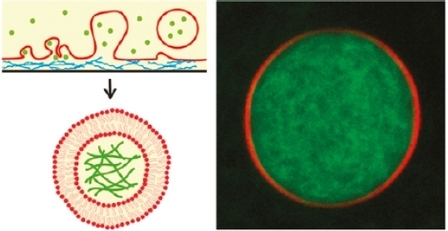 Encapsulation of cytoskeletal protein in giant liposomes