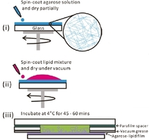 Encapsulation of cytoskeletal protein in giant liposomes Encapsulation of cytoskeletal protein in giant liposomes