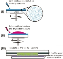 Encapsulation of cytoskeletal protein in giant liposomes