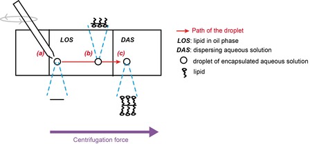 Steps in the vesicle formation: (a) Droplet production (b) Saturation of the droplet surface by lipids in the lipid-in-oil solution (c) Vesicle formation after interface crossing from LOS to DAS Steps in the vesicle formation: (a) Droplet production (b) Saturation of the droplet surface by lipids in the lipid-in-oil solution (c) Vesicle formation after interface crossing from LOS to DAS