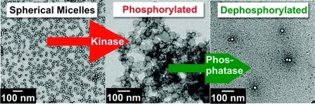 Enzyme-sensitive micellar aggregates