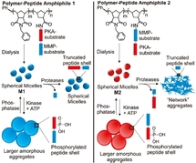 Enzyme-sensitive micellar aggregates