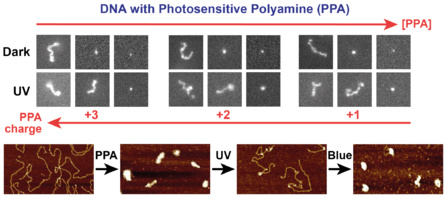 Photosensitive polyamines make DNA photocontrollable and ACS Nano!
