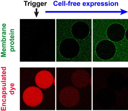 Membrane protein reconstitution made easy...and accepted in ChemBioChem!