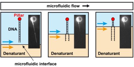 Microfluidic single-DNA unzipping just published in ChemComm!