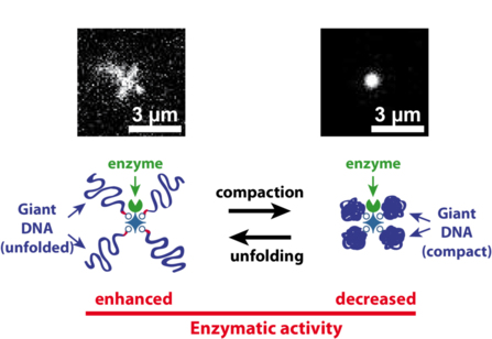 Our Angewandte paper on giant DNA-enzyme conjugates highlighted on CNRS website