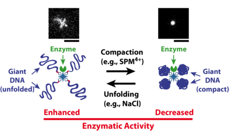 F1000 prime recommends our recent Angewandte paper on giant DNA-enzyme conjugates! F1000 prime recommends our recent Angewandte paper on giant DNA-enzyme conjugates!