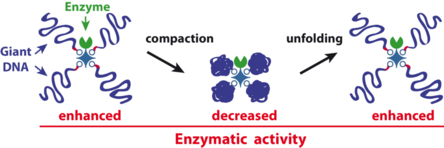 Our paper on giant DNA-enzyme star-shaped conjugates just published in Angewandte!