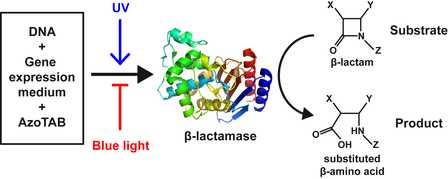 Just Accepted Paper: Photocontrol of enzyme synthesis and substrate conversion