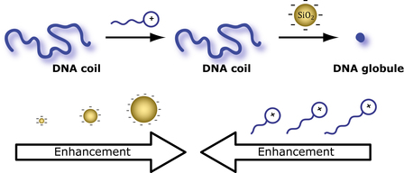 Just Published: More DNA compaction with negative charges!