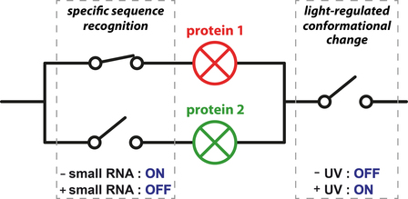Just Published: Selective photocontrol of gene expression Just Published: Selective photocontrol of gene expression