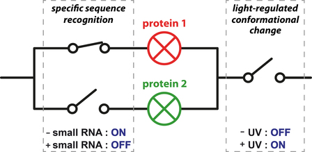 Just Published: Selective photocontrol of gene expression