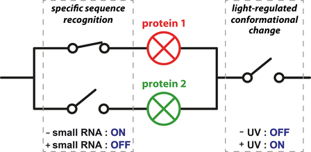 Just Accepted: Selective photocontrol of gene expression