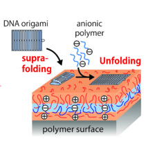 Our paper "Reversible supra-folding of user-programmed functional DNA nanostructures on fuzzy cationic substrates" has just been accepted in Angewandte Chemie.