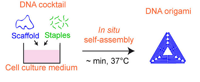 Ultra-fast Isothermal Formation of DNA Nanostructures in Culture Media: Application to in situ Assembly of DNA Origami with Living Cells