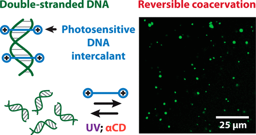 Reversible Sequence-Dependent DNA Coacervation with an Azobenzene Intercalator