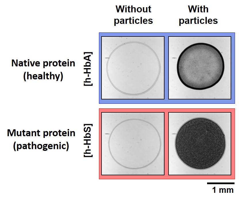 Protein mutation probed by the Coffee-Ring Effect and published in JACS!