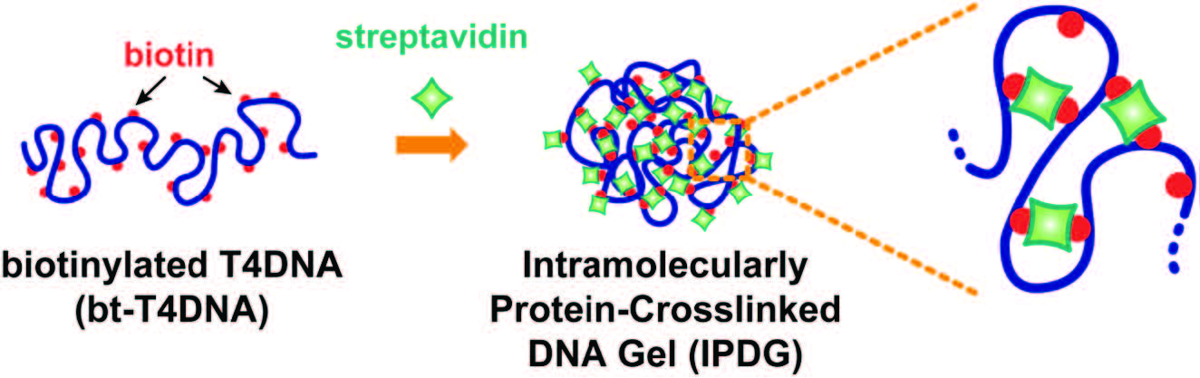 Protein-Crosslinked DNA Gels published in Small!