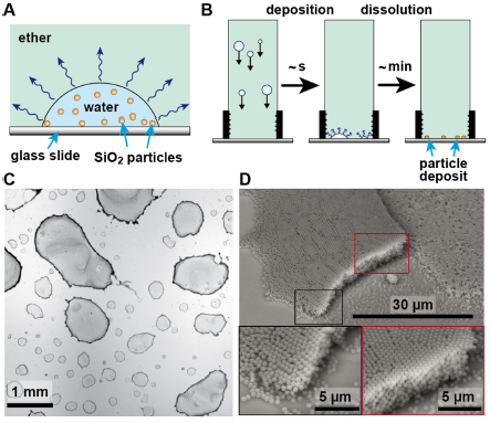 Our new paper "Liquid-liquid coffee-ring effect" accepted in Journal of Colloids and Interface Science!