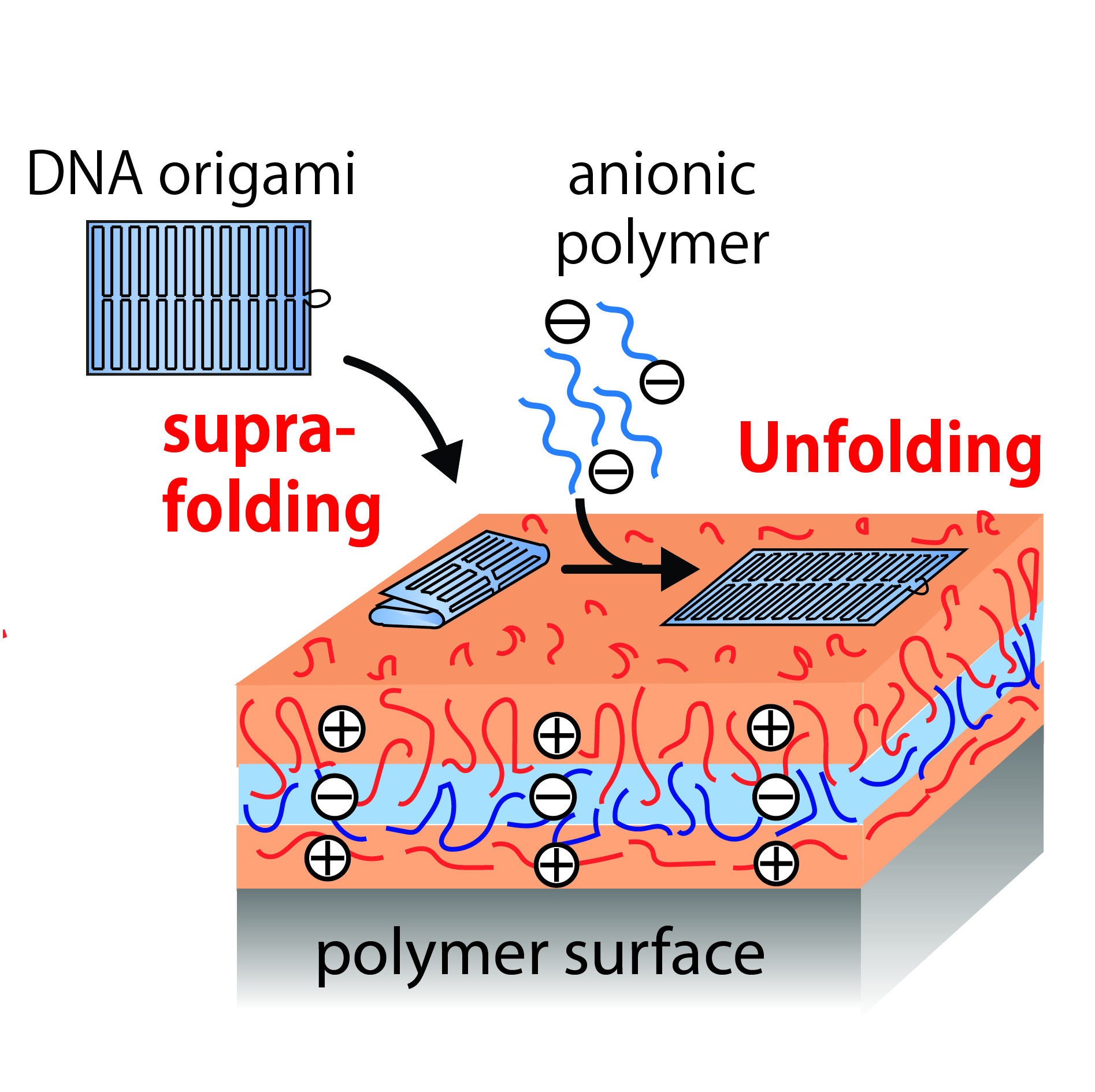 Our paper "Reversible supra-folding of user-programmed functional DNA nanostructures on fuzzy cationic substrates" has just been accepted in Angewandte Chemie. Our paper "Reversible supra-folding of user-programmed functional DNA nanostructures on fuzzy cationic substrates" has just been accepted in Angewandte Chemie.
