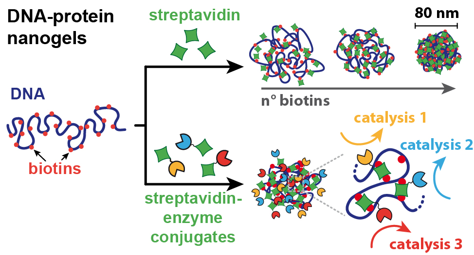 Our paper "Enzymatically Active DNA-Protein Nanogels with Tunable Cross-Linking Density" has just been accepted in Biomacromolecules