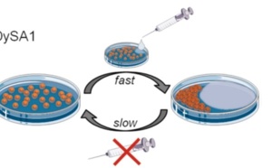 Nanoparticles in a Capillary Trap: Dynamic Self-Assembly at Fluid Interfaces