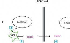 A sensing array of radically coupled genetic 'biopixels'